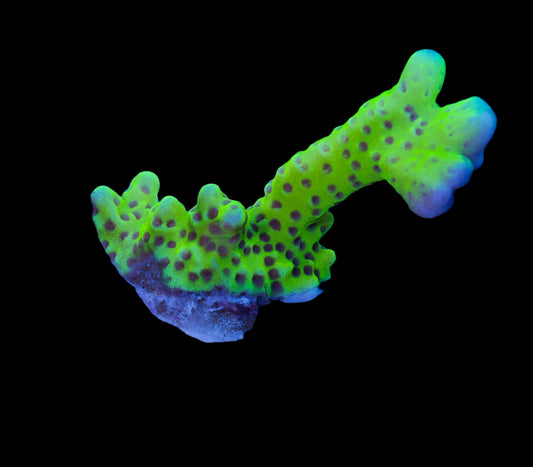 Neon Green Anacropora