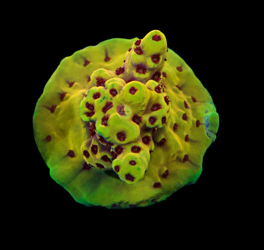 PNW Pikachu Acropora