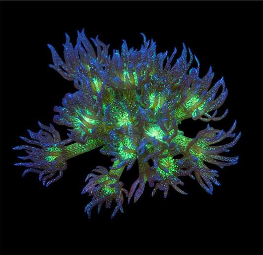 Glitter Bomb Goniopora